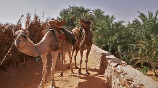 Two Camels at the Oasis in Chinguetti - Mauritania