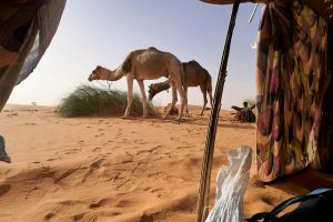Exhausted View of Two Camels from Inside of Nomad Tent Near Chinguetti - Mauritania