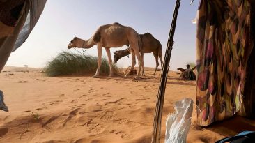 Exhausted View of Two Camels from Inside of Nomad Tent Near Chinguetti - Mauritania