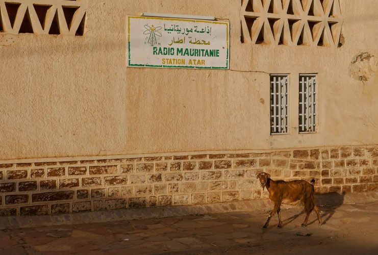 Goat at Radio Mauritanie in Atar - Mauritania