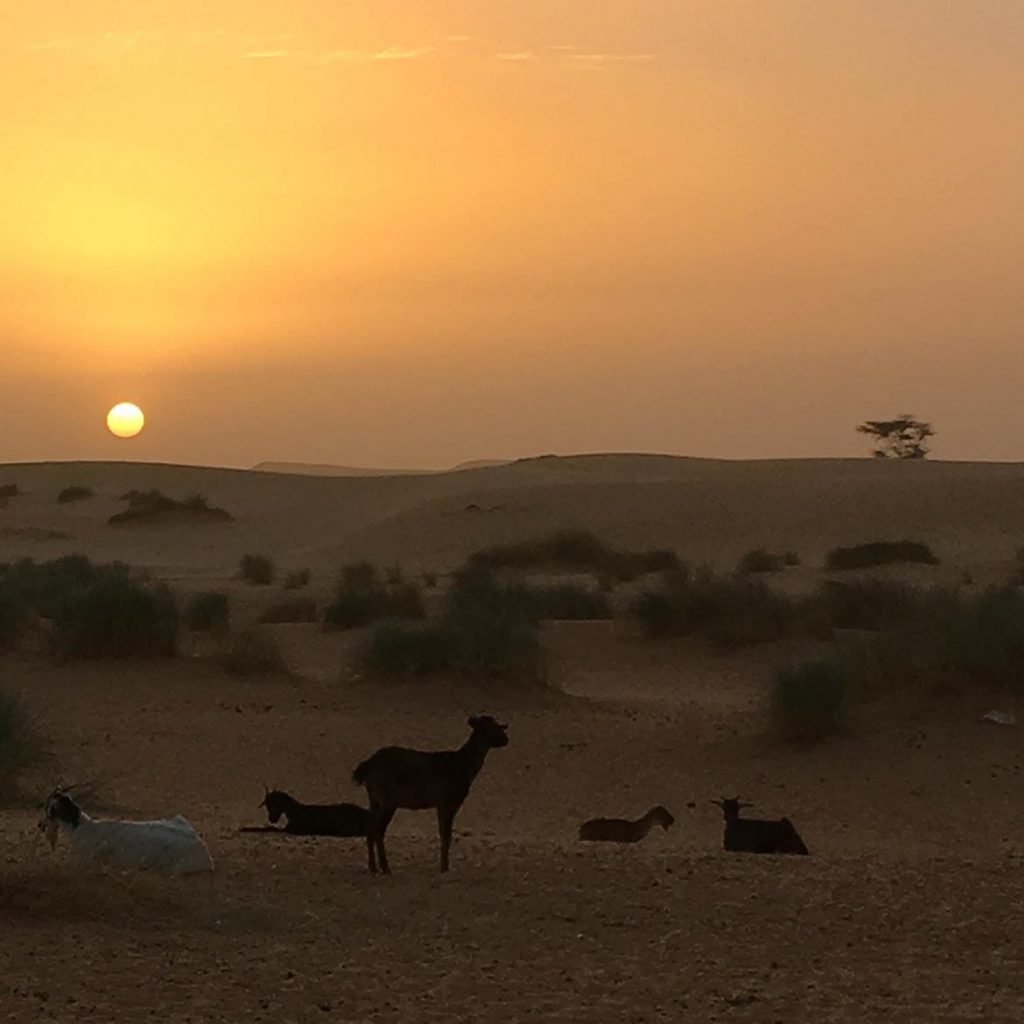 Goats at Desert Sunset in the Adrar - Mauritania