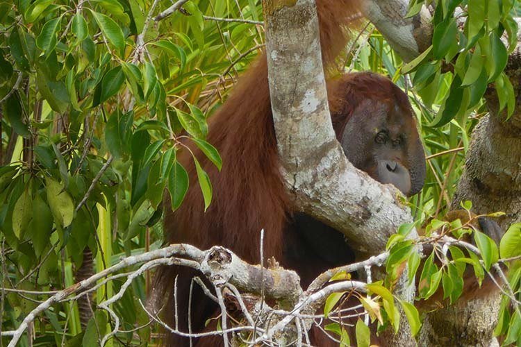 Wild Orangutan on Riverbank in Tanjung Puting National Park, Indonesia