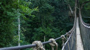 Rope Bridge over Rainforest in Kakum National Park - Ghana