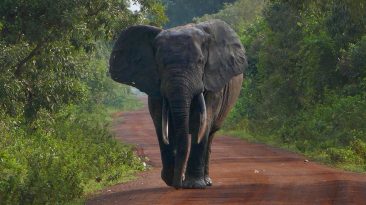 Forest Elephant on Road in Mole National Park - Ghana