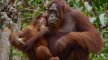 Mom Holding Young Orangutan in Kalimantan