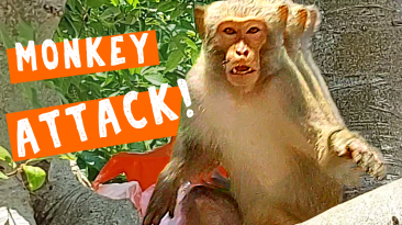 Monkey About to Attack at Temple in Da Nang Vietnam