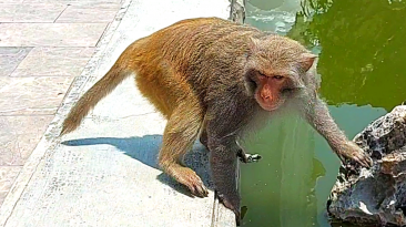 Monkey at Lady Buddha Fountain in Da Nang, Vietnam
