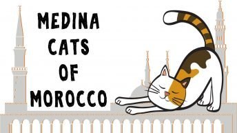Medina Cats of Morocco Fes, Marrakech, Chefchaouen, Essaouira and Rabat