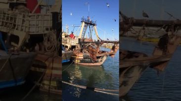 Bringing in the Catch - Essaouira Harbor, Morocco