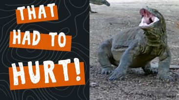 Komodo Dragon Tail Whip SMACKdown - Fight!