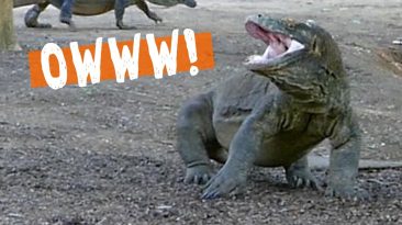 Komodo Dragons - Fight!